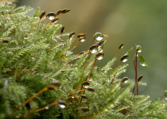 Les plantes stabilisées c'est quoi ? - PRESERVED SHOP