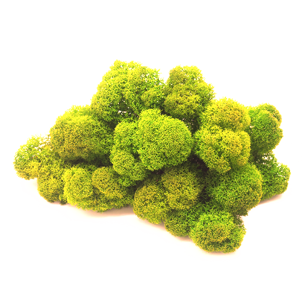 Mousse de renne stabilisée vert citron
- naturelle pour décoration intérieure et DIY - PRESERVED SHOP