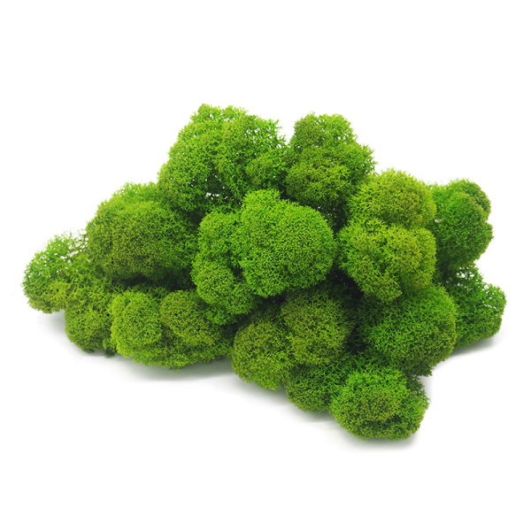 Mousse de renne stabilisée vert - naturelle pour décoration intérieure et DIY - PRESERVED SHOP