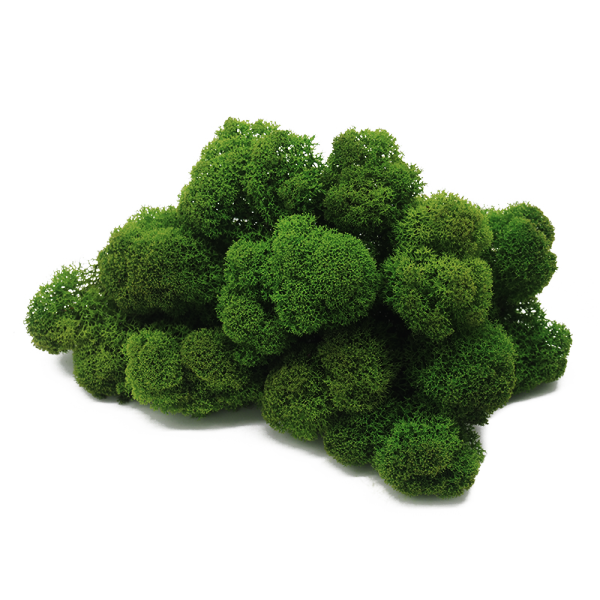 Mousse de renne stabilisée vert forêt - naturelle pour décoration intérieure et DIY - PRESERVED SHOP
