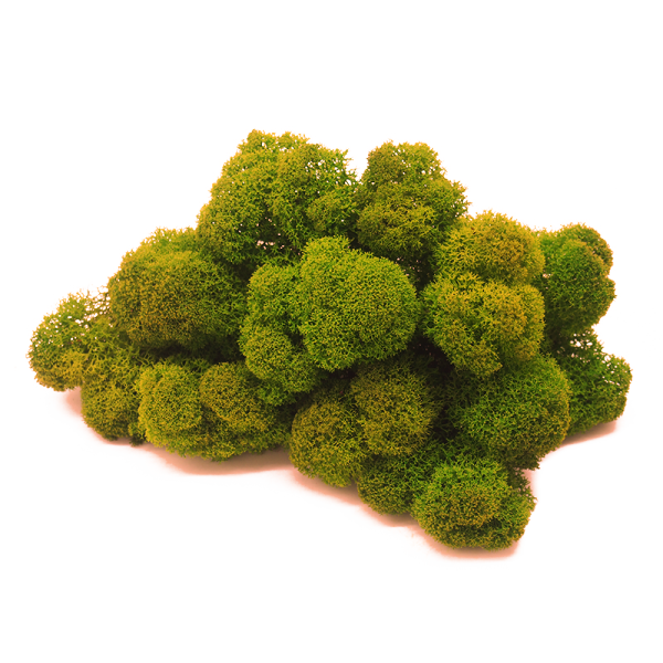 Mousse de renne stabilisée vert mousse - naturelle pour décoration intérieure et DIY - PRESERVED SHOP