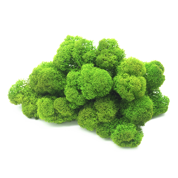 Mousse de renne stabilisée vert printemps - naturelle pour décoration intérieure et DIY - PRESERVED SHOP