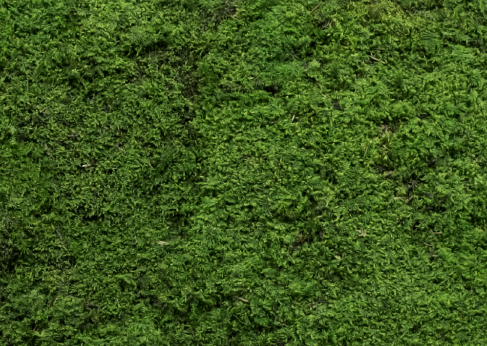 Mousse plate stabilisée pour cadres et tableaux végétaux – touche naturelle et élégante