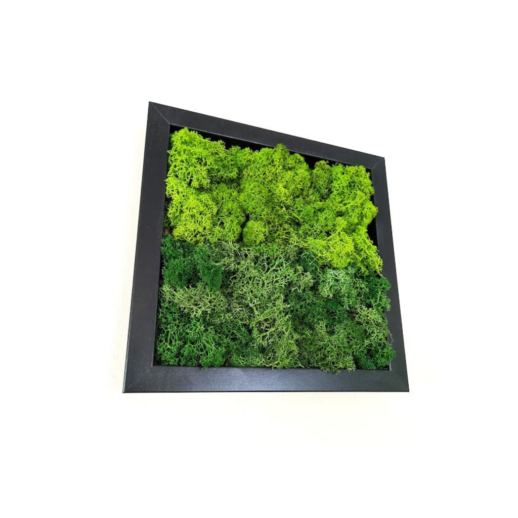 kit do it yourself, tableau vegetal, mur végétal, décoration intérieure, mousse végétale stabilisée, décoration naturelle, DIY