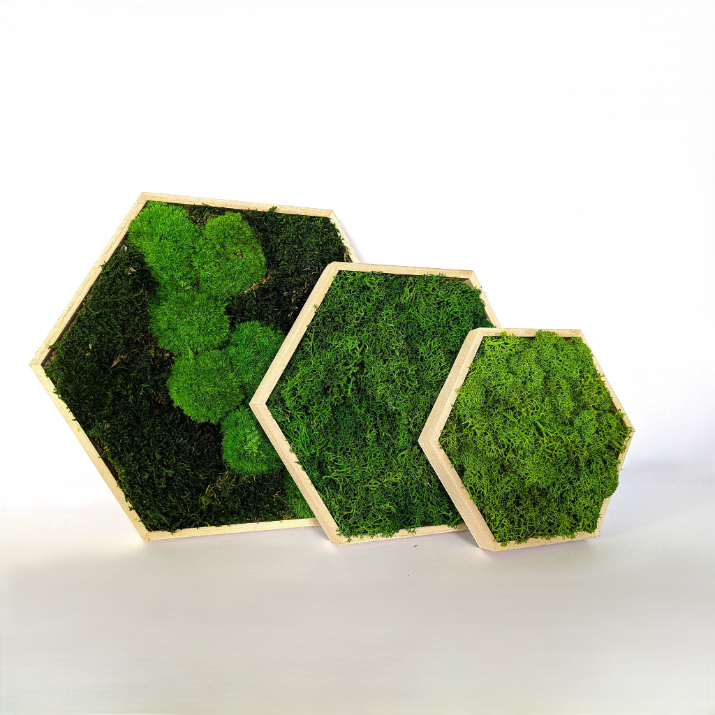 kit do it yourself, tableau vegetal, mur végétal, décoration intérieure, mousse végétale stabilisée, décoration naturelle, DIY