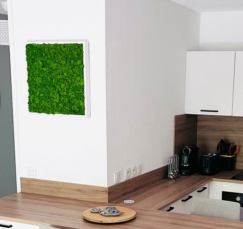 kit diy mousse végétale stabilisée mousse plate lichen de renne