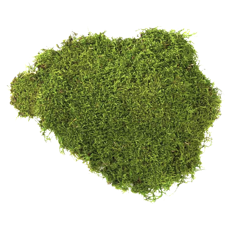 Mousse végétale plate préservée : creez un environnement vegetal chez vous et votre propre mur végétal d'interieur