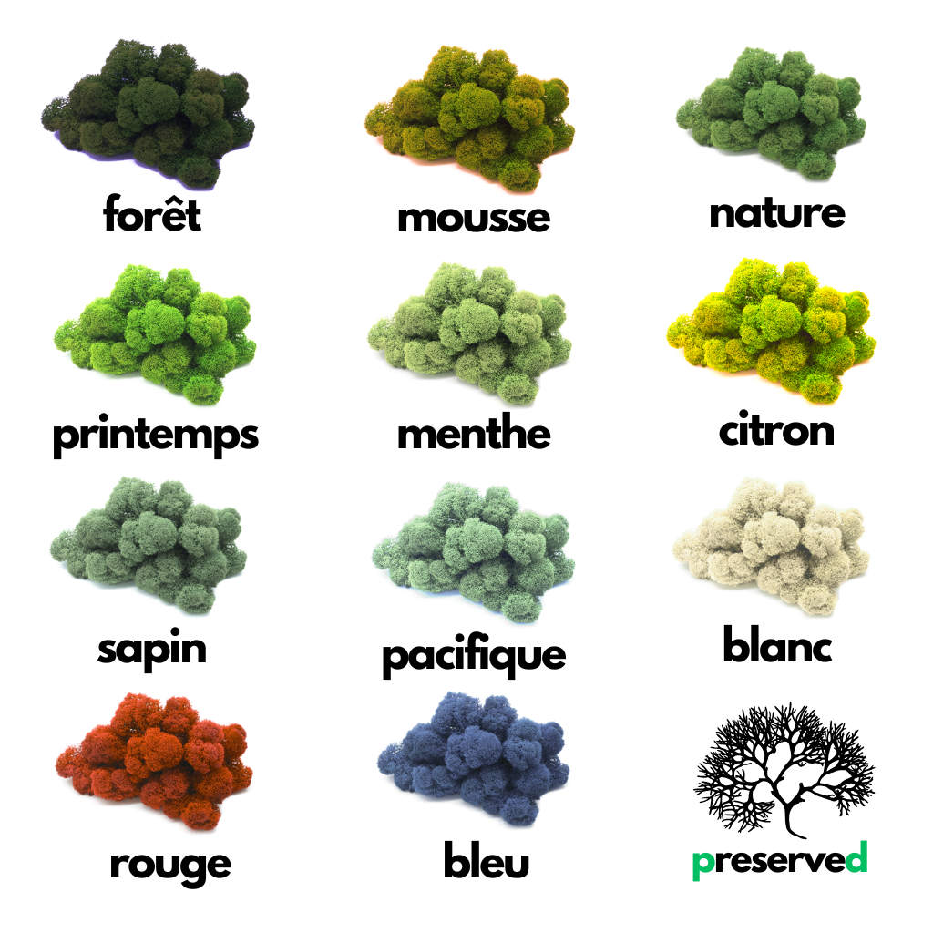 Mousse de renne