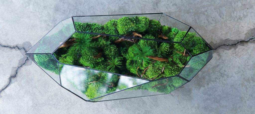 concevoir un terrarium stabilisé : les bonnes pratiques
