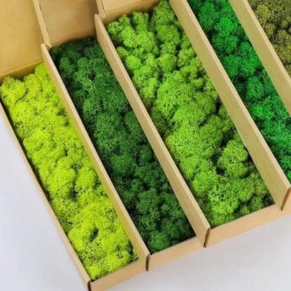 Lichen de renne stabilisée pour mur végétal – effet naturel et sans entretien- PRESERVED SHOP