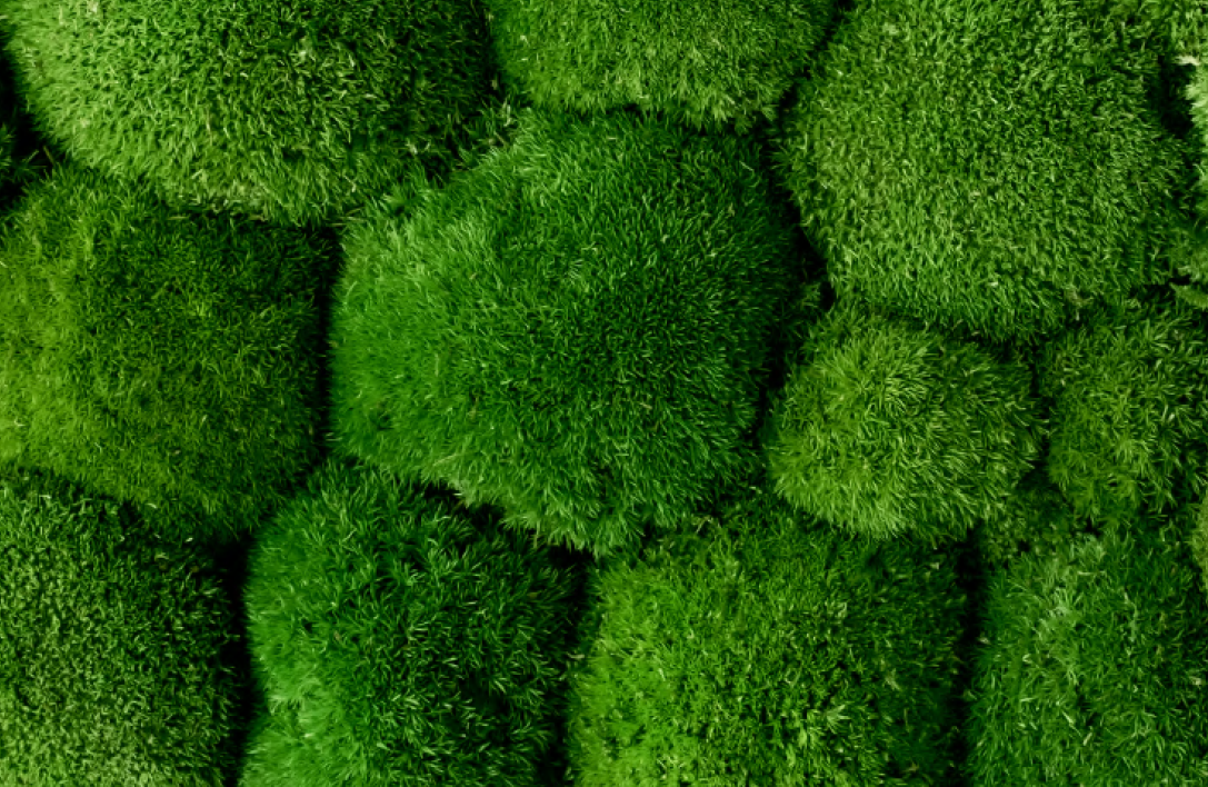 Mousse boule preservee une decoration d'interieur naturelle ecologique et originale