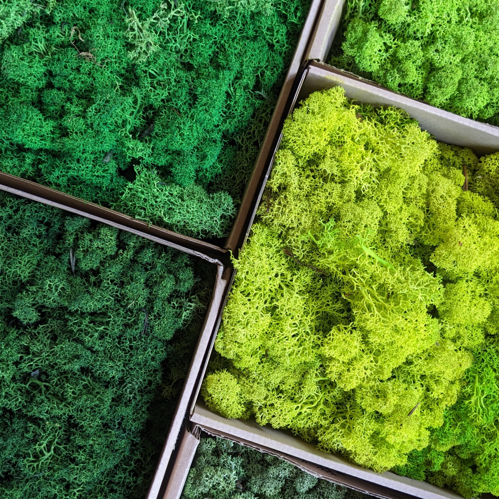 Mousse de renne stabilisée verte– touche colorée pour créations naturelles - PRESERVED SHOP