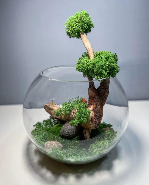 Mousse de renne stabilisée écologique – parfait pour terrariums  - PRESERVED SHOP
