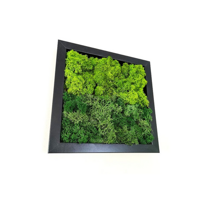 kit do it yourself, tableau vegetal, mur végétal, décoration intérieure, mousse végétale stabilisée, décoration naturelle, DIY